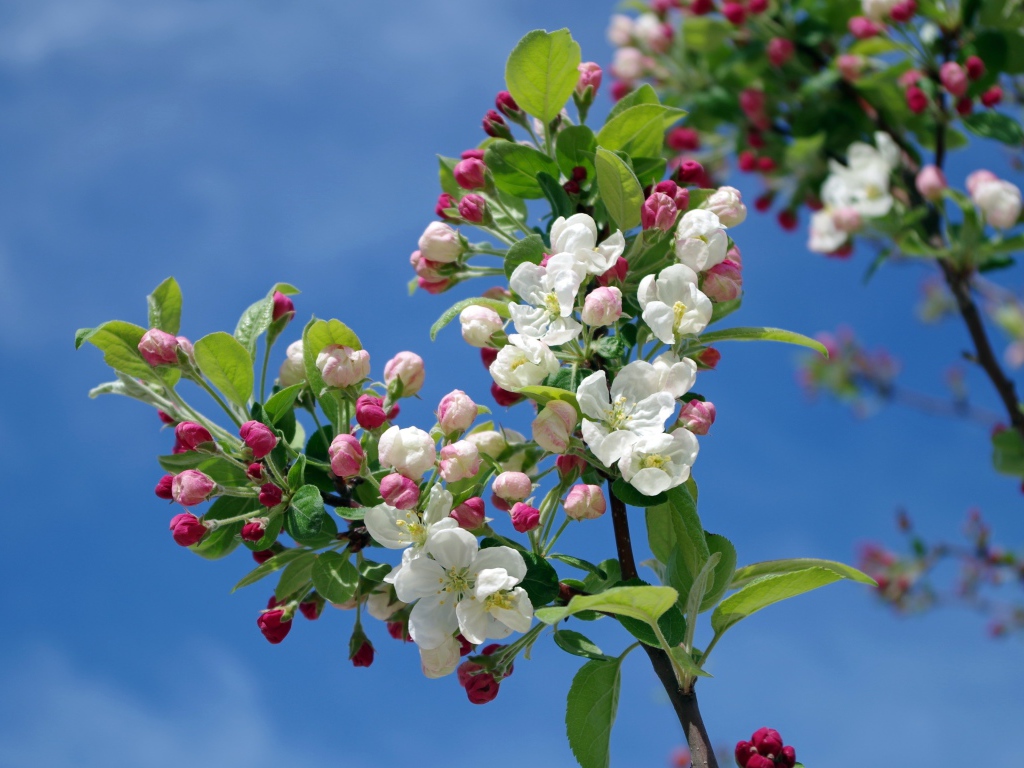 Цветущая весенняя ветка яблони