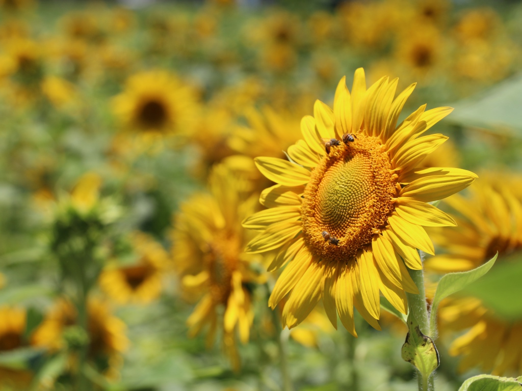Цветы подсолнуха с пчелами на поле