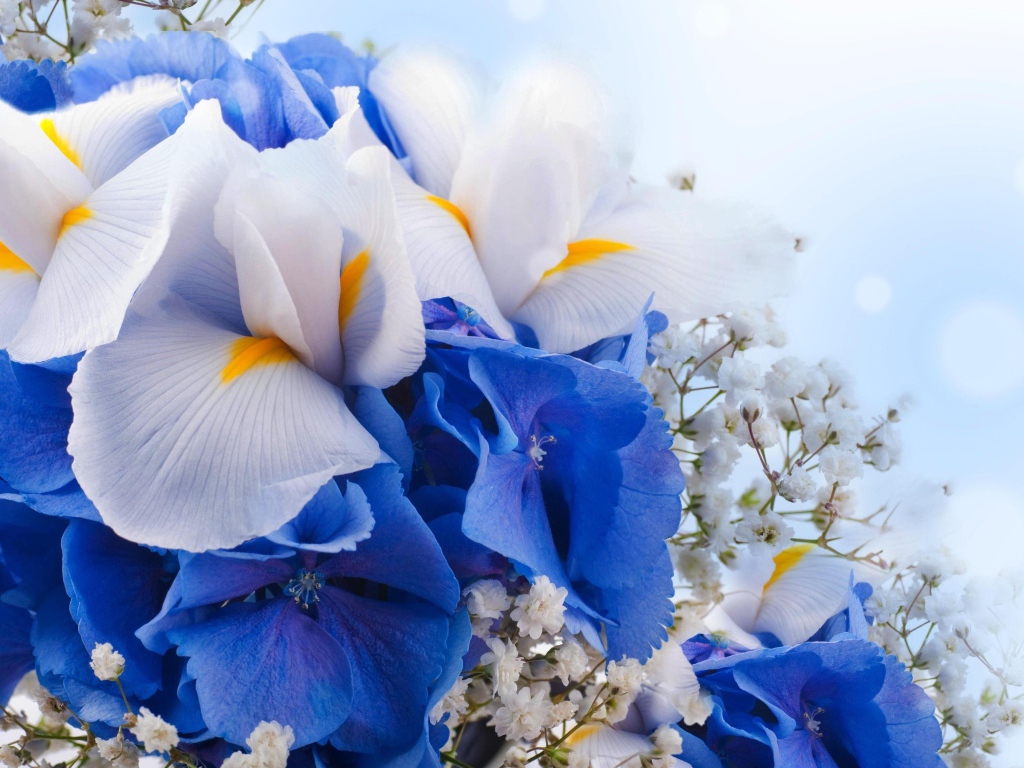 Цветы ириса, гортензии и гипсофилы крупным планом