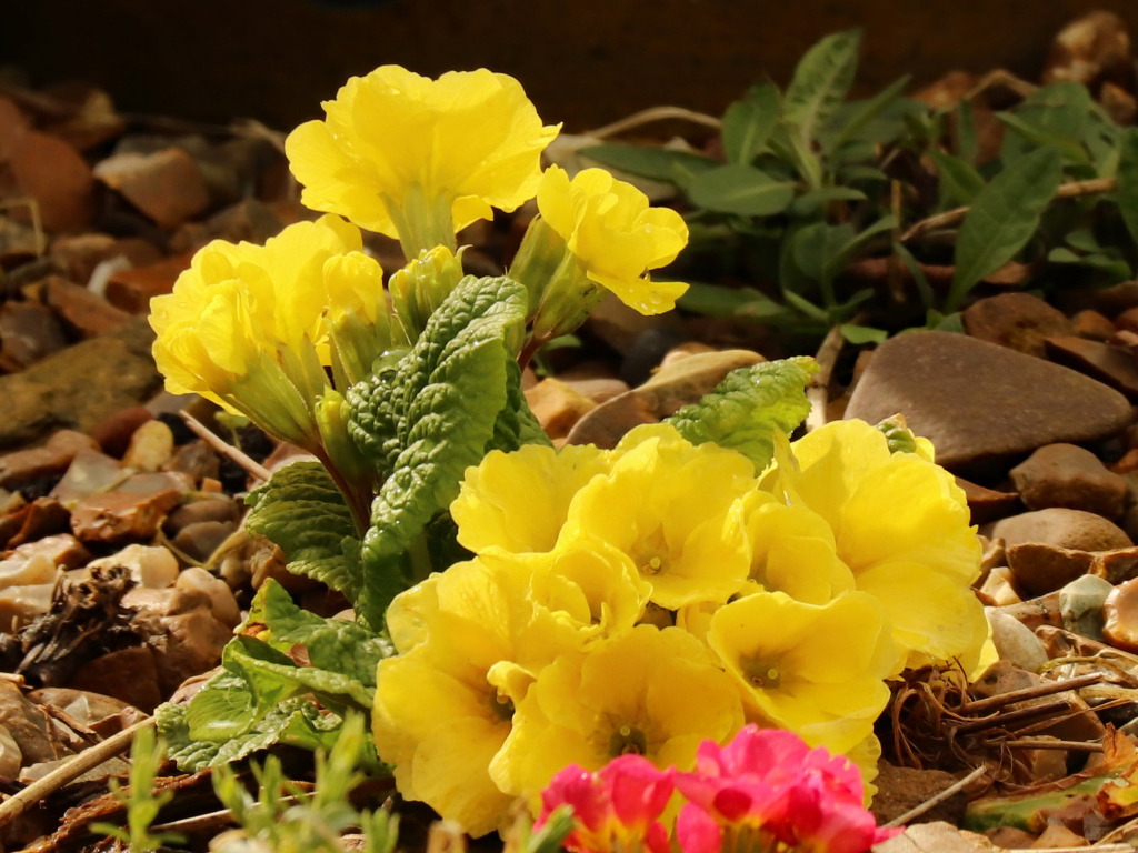 Цветы желтой примулы на камнях 