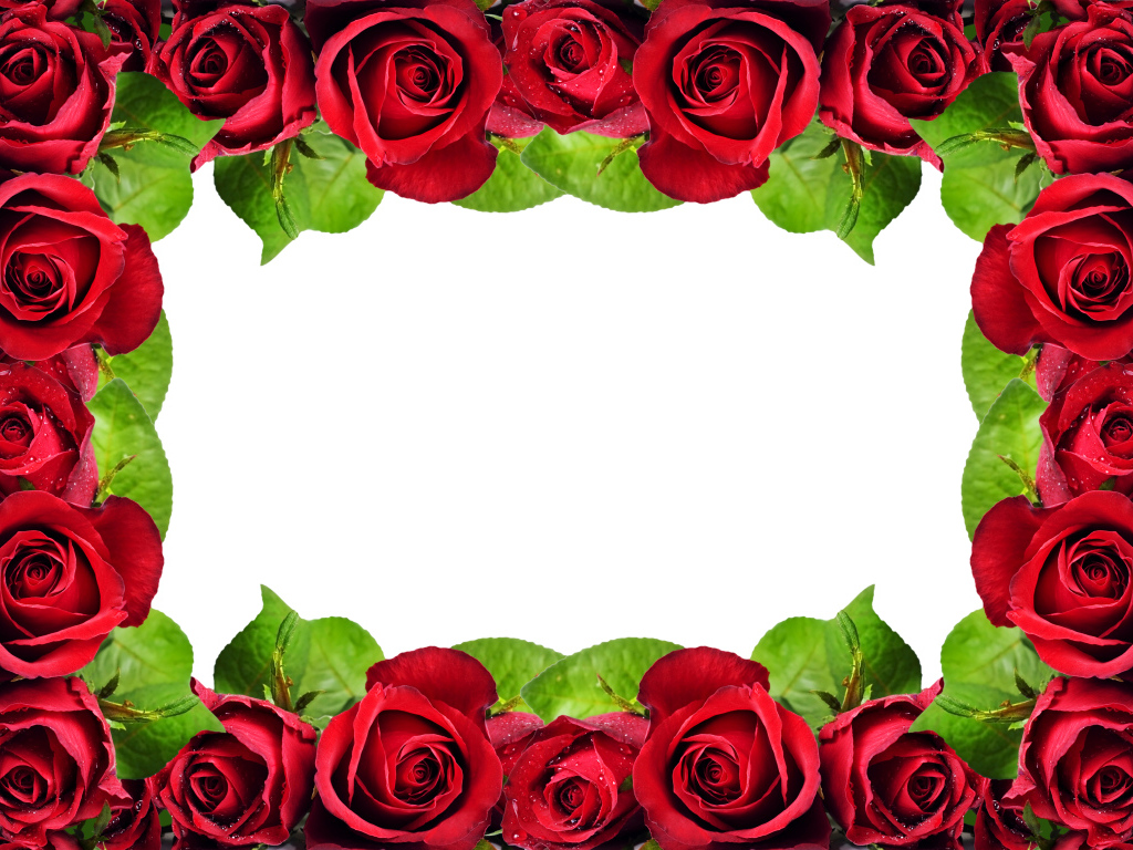 Рамка из красных роз на белом фоне