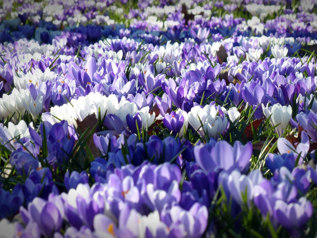 Поляна красивых разноцветных весенних крокусов
