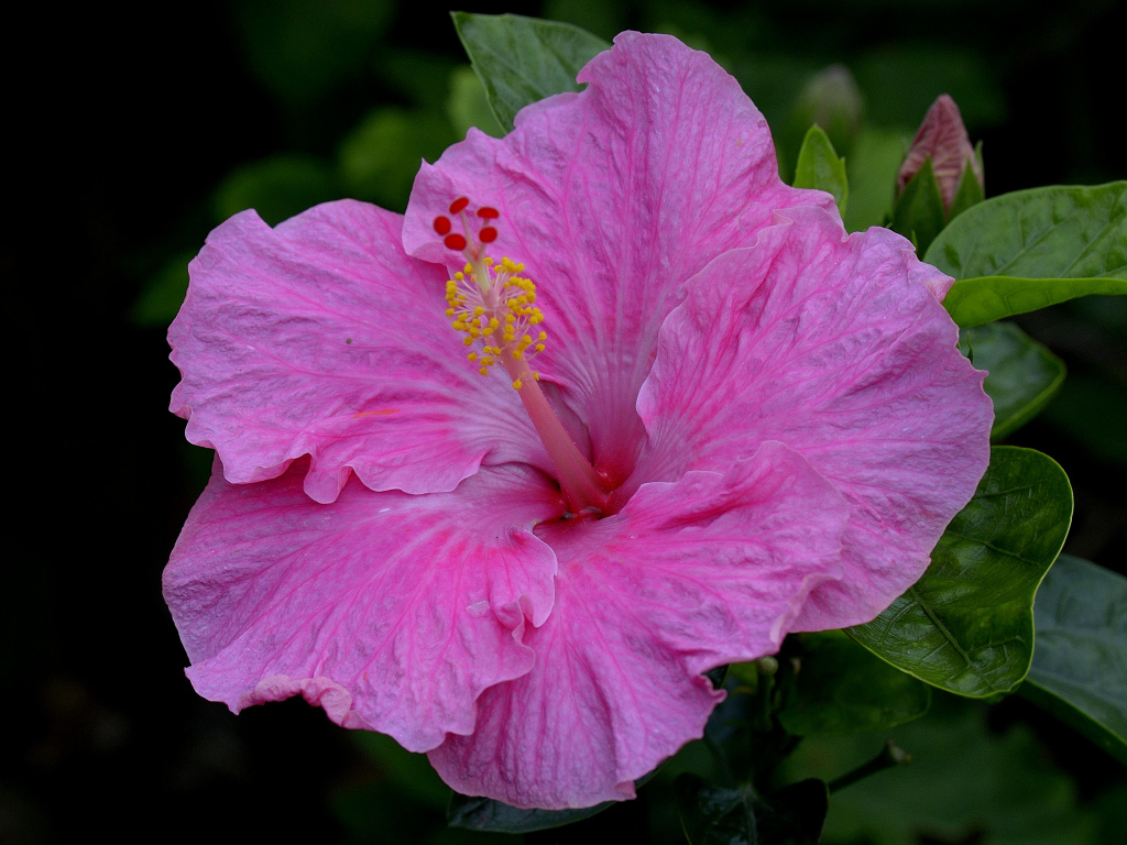 Большой красивый розовый цветок гибискуса