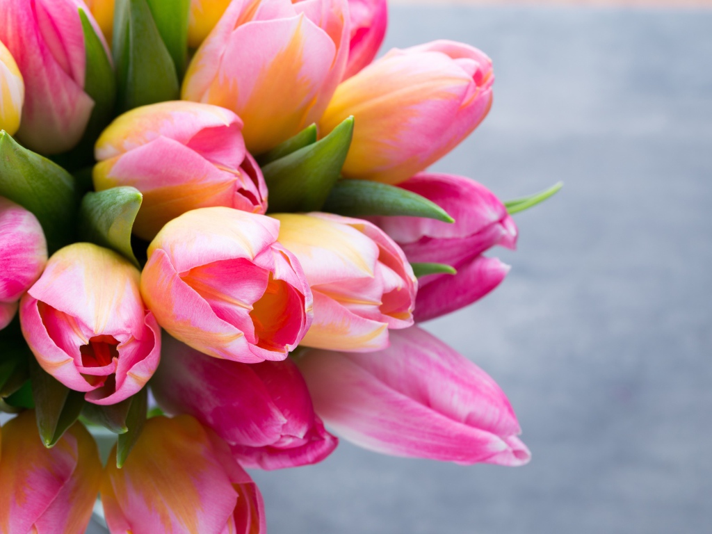 Большой букет розовых тюльпанов на сером фоне крупным планом