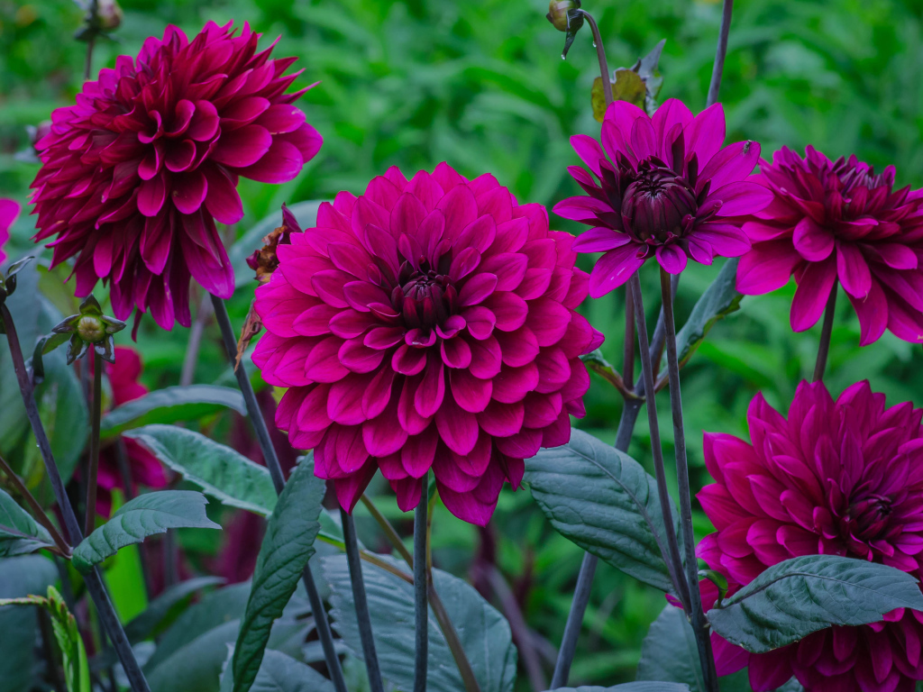 Сиреневые георгины с бутонами на клумбе 