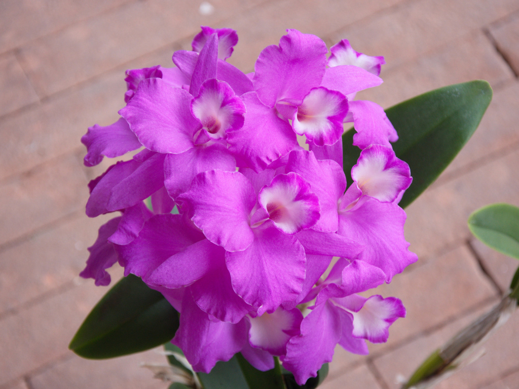 Сиреневые цветы орхидеи крупным планом