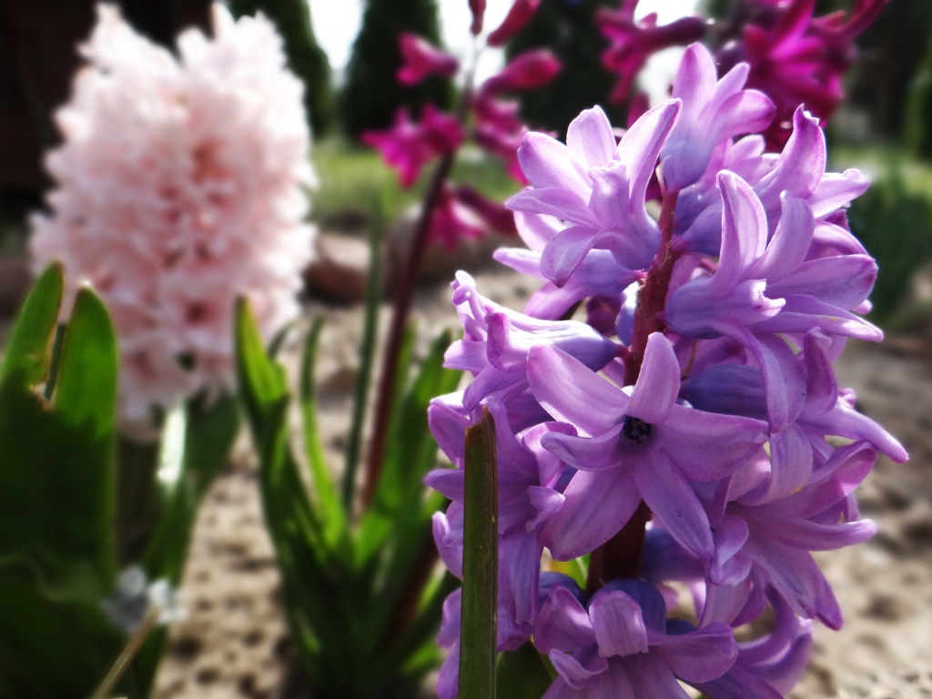 Сиреневый весенний гиацинт крупным планом