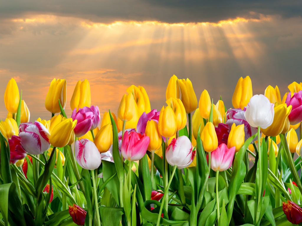 Много красивых тюльпанов под небом