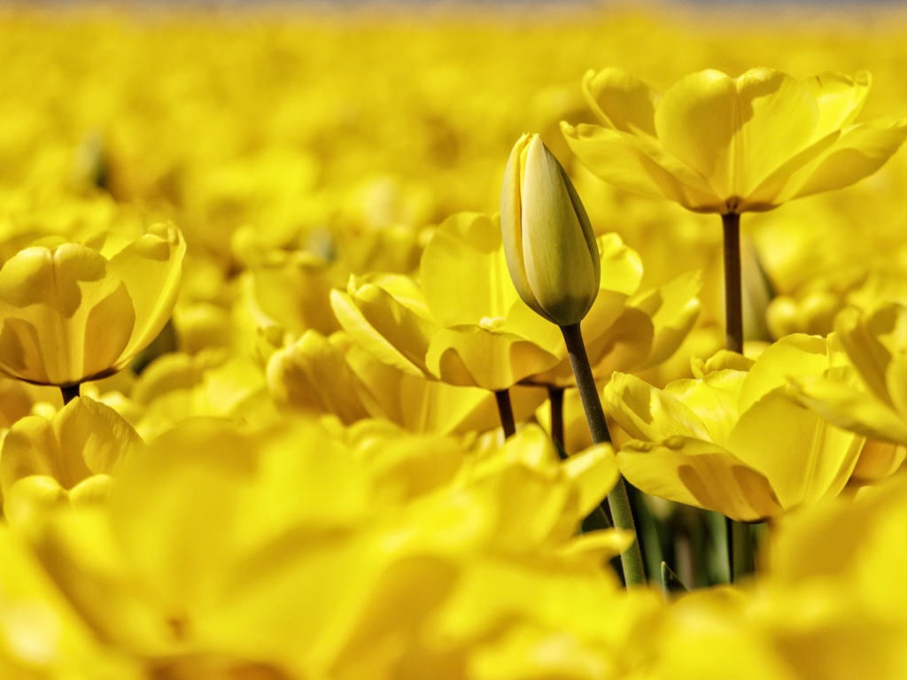 Много красивых желтых тюльпанов крупным планом