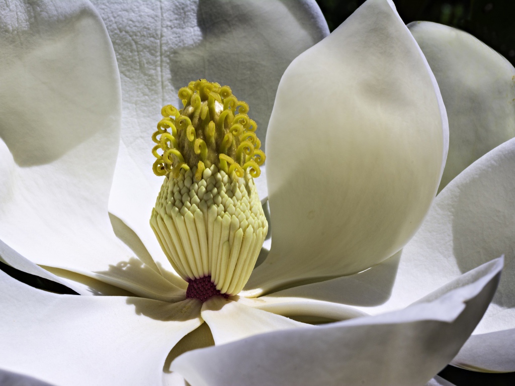 Середина белого цветка магнолии крупным планом