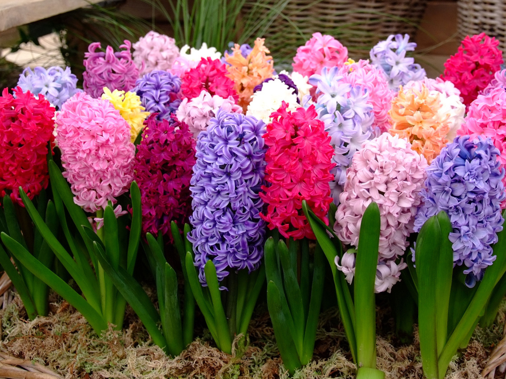 Разноцветные гиацинты крупным планом