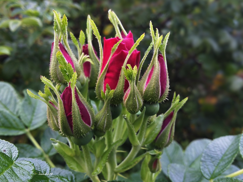 Нераспустившиеся бутоны красной розы вблизи