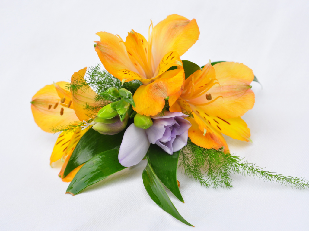 Оранжевые цветы альстромерия на белом фоне