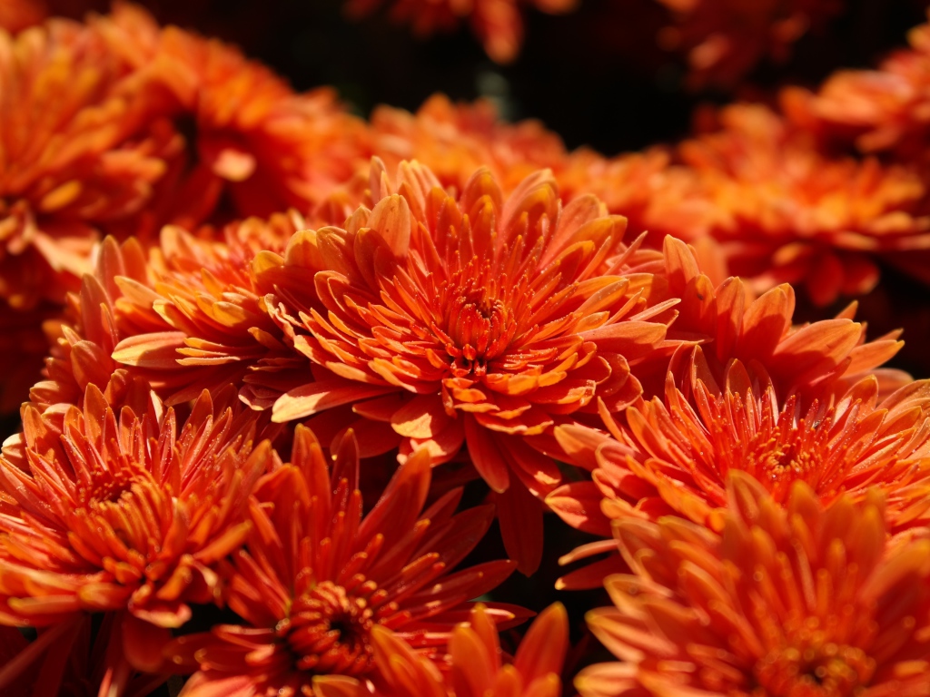 Оранжевые цветы хризантемы крупным планом