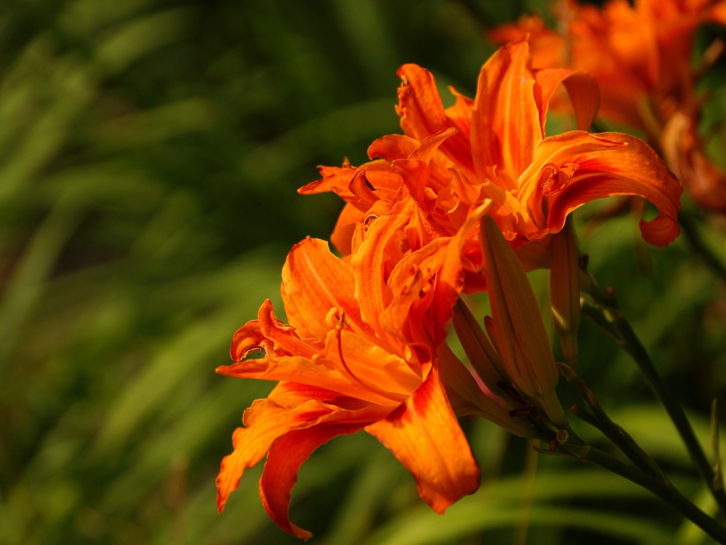 Оранжевые садовые лилии с бутонами