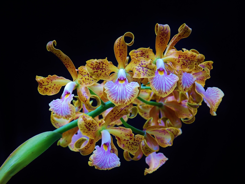 Оранжевые тигровые орхидеи на черном фоне