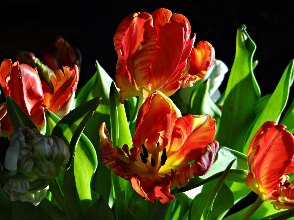 Оранжевые тюльпаны с зелеными листьями на черном фоне