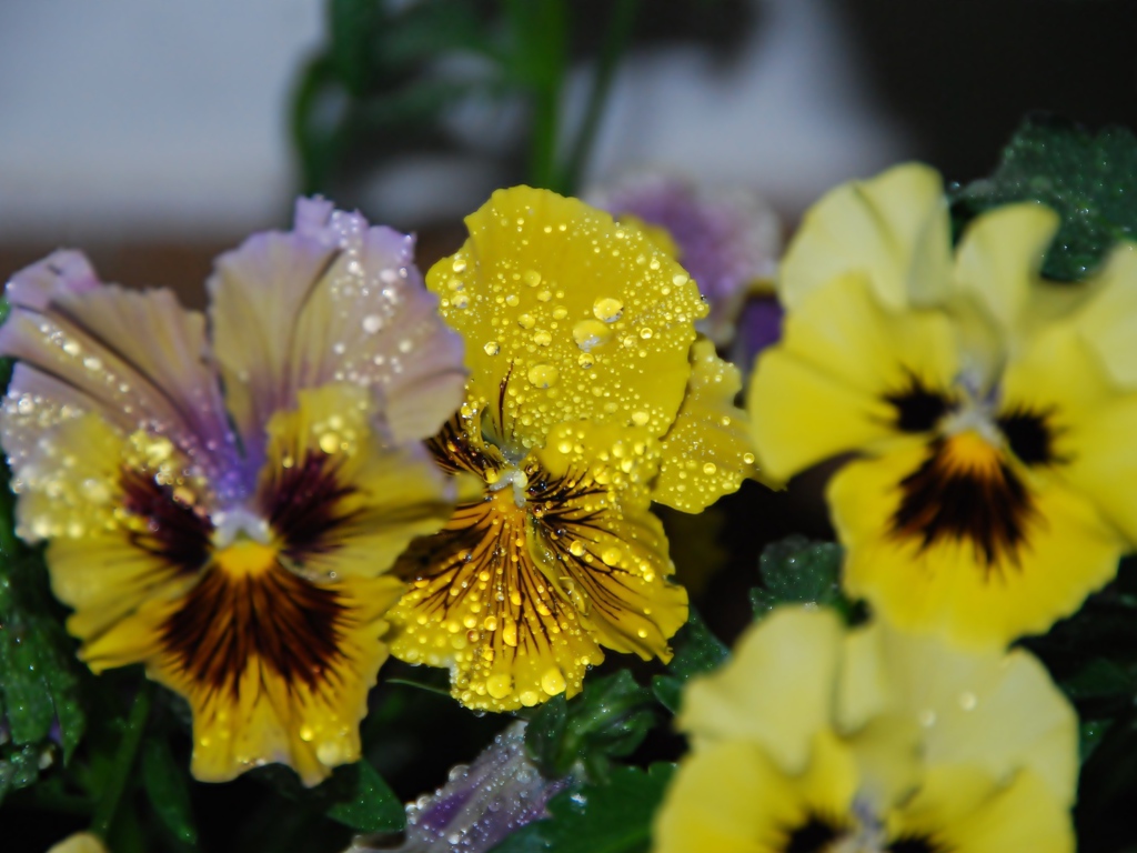 Цветы анютины глазки в каплях росы