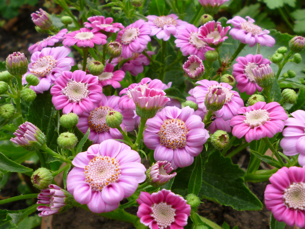 Розовые садовые цветы цинерария