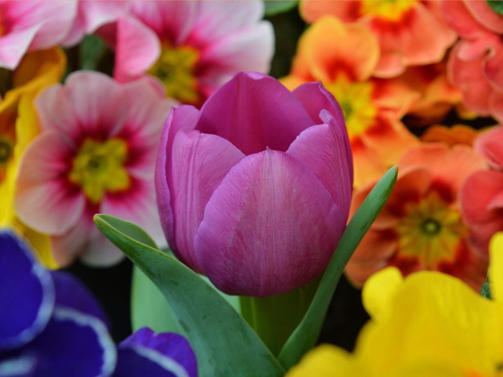 Цветок розового тюльпана среди цветок примулы