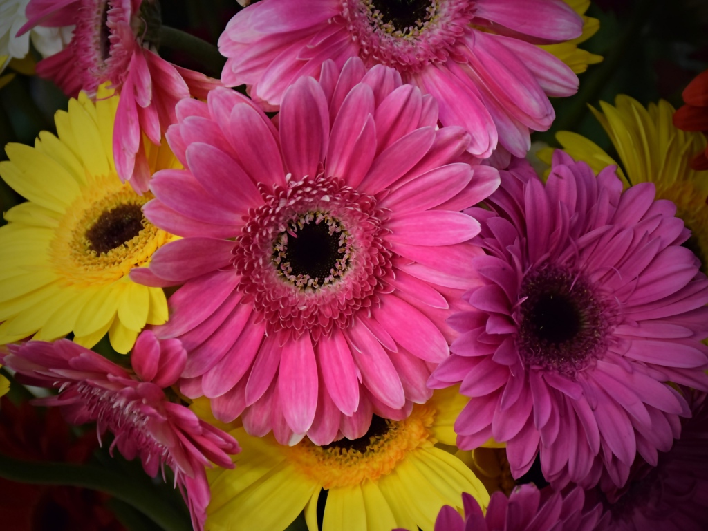 Розовые и желтые герберы крупным планом