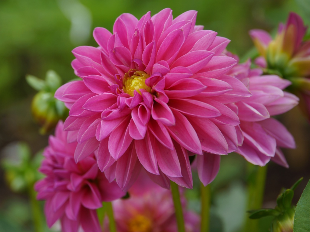 Розовые красивые цветы георгина крупным планом