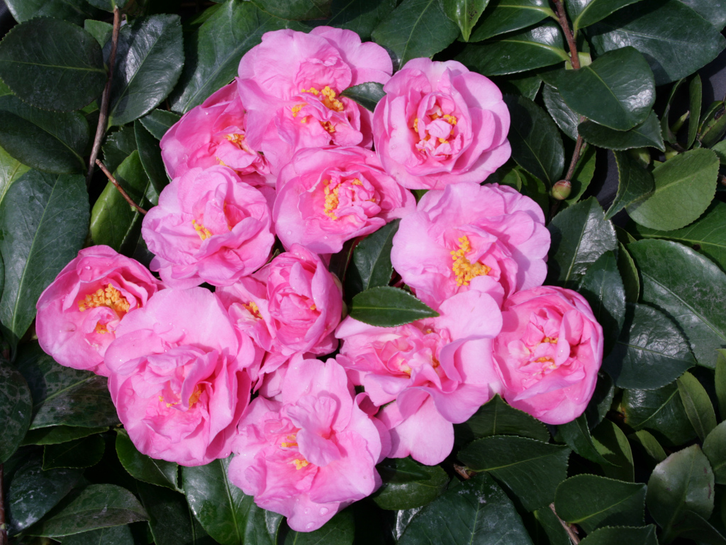 Розовые цветы камелии в зеленых листьях