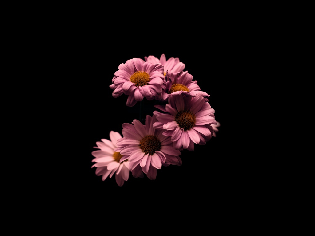 Розовые цветы хризантемы на черном фоне