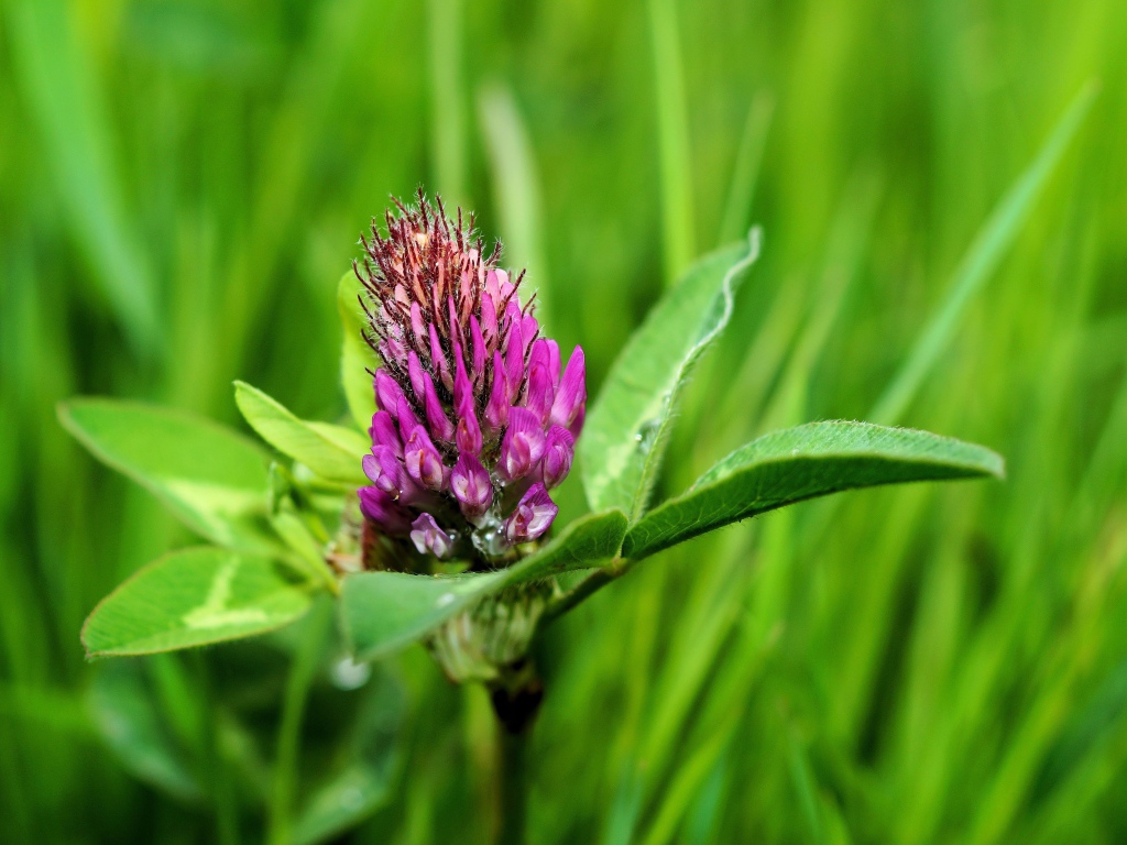Розовый цветок клевера крупным планом