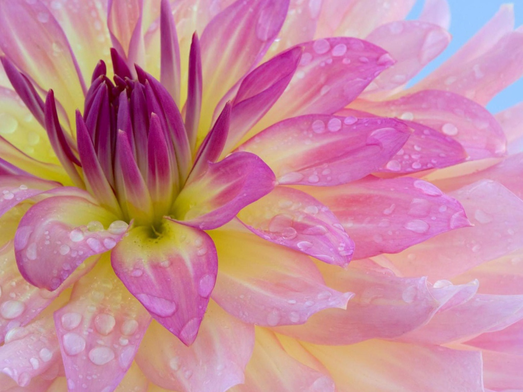 Розовая георгина с каплями воды на лепестках крупным планом