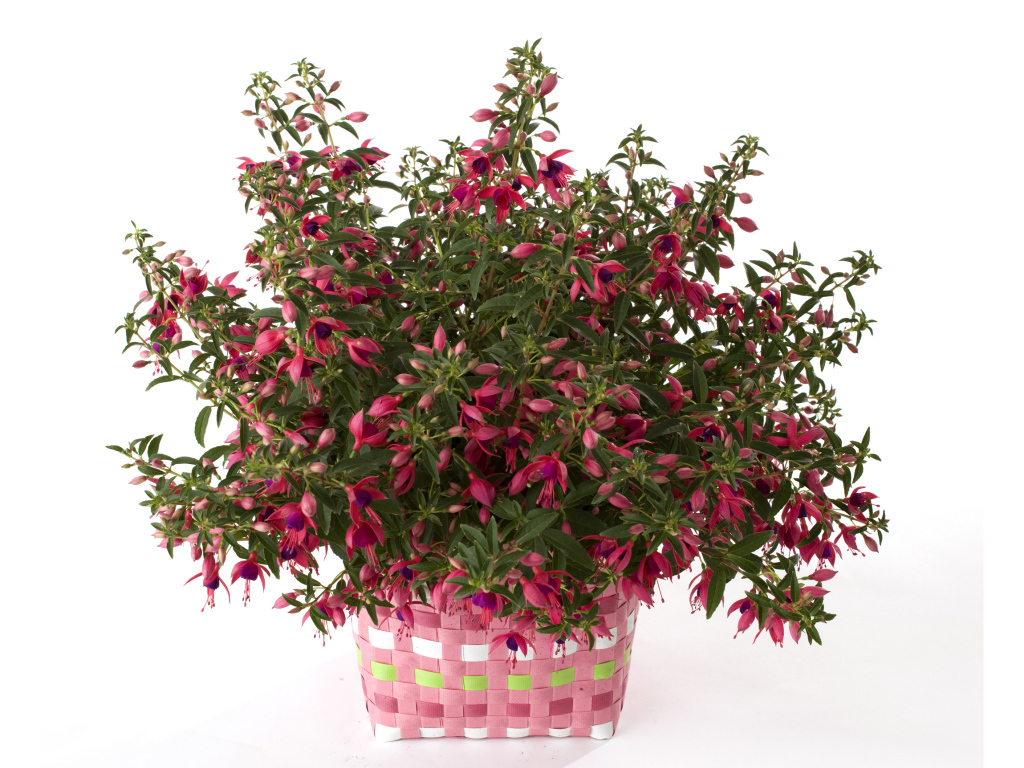 Розовый цветок фуксия на белом фоне