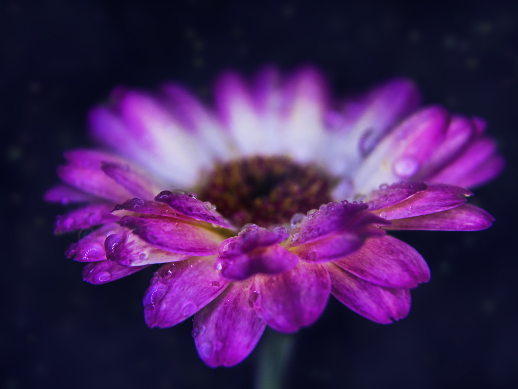 Розовый цветок герберы с каплями росы на лепестках 