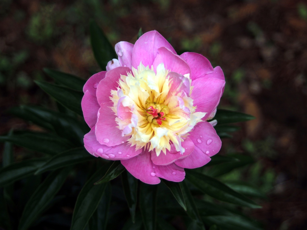 Розовый пион в каплях росы крупным планом