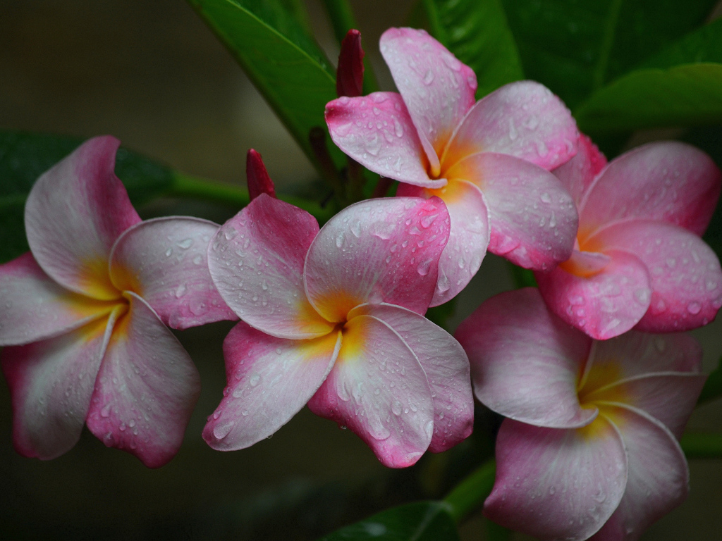 Розовые цветы плюмерии с зелеными листьями