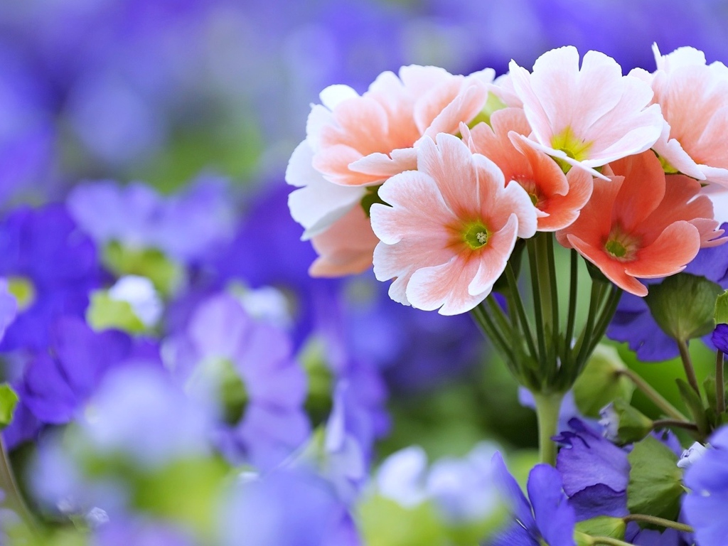 Розовые цветы примулы крупным планом 