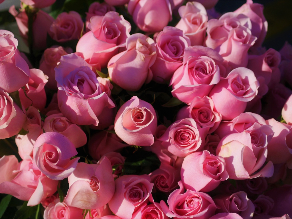 Розовые розы крупным планом, вид сверху