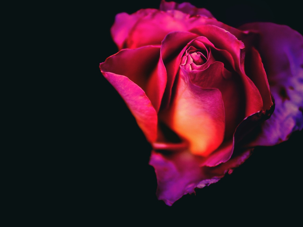 Розовая роза крупным планом на черном фоне