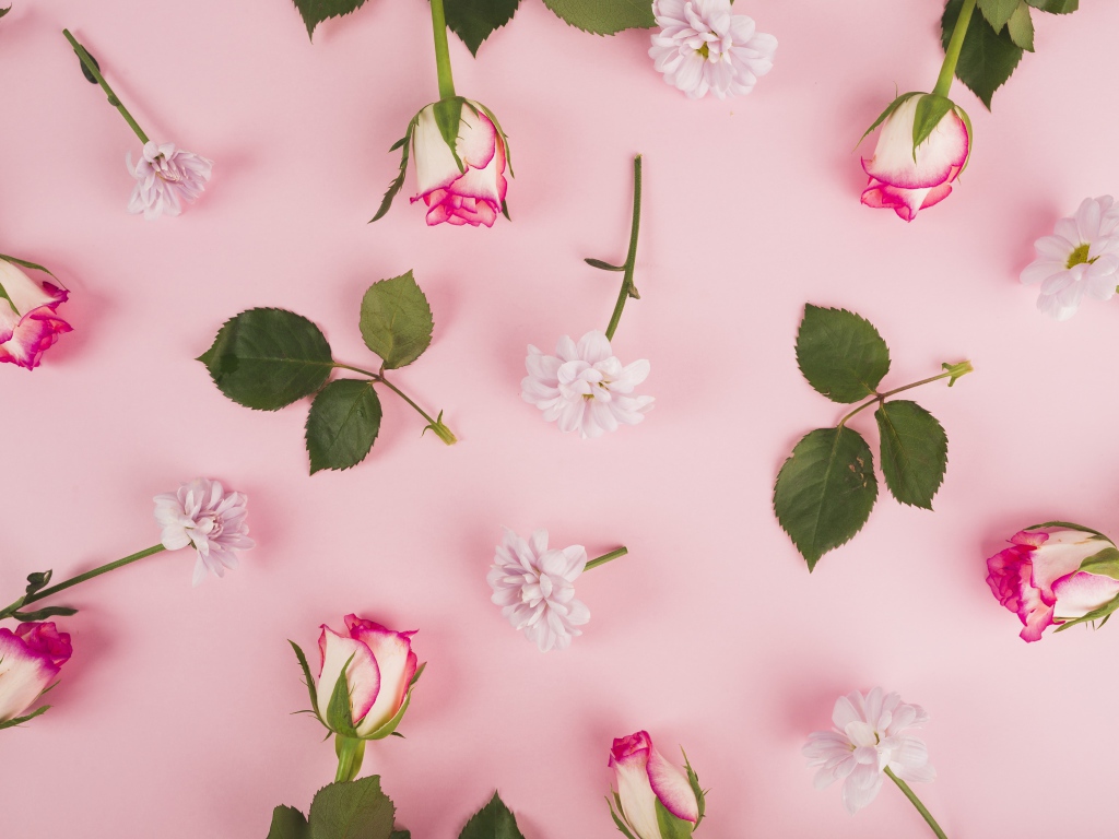 Розовые розы и хризантемы на розовом фоне 