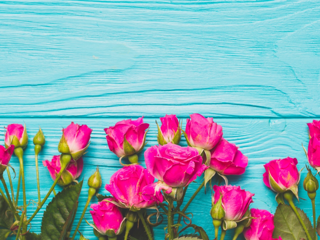 Розовые розы на голубом деревянном фоне
