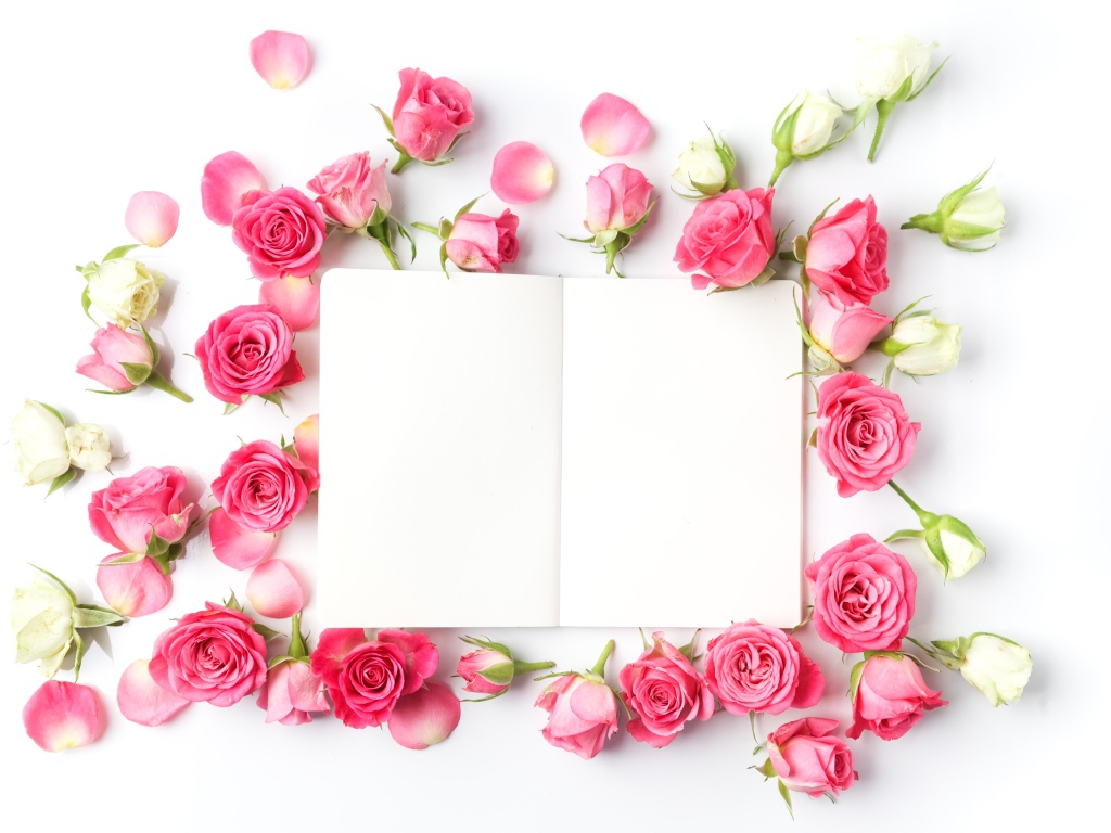 Розовые розы с белым листом, шаблон для открытки