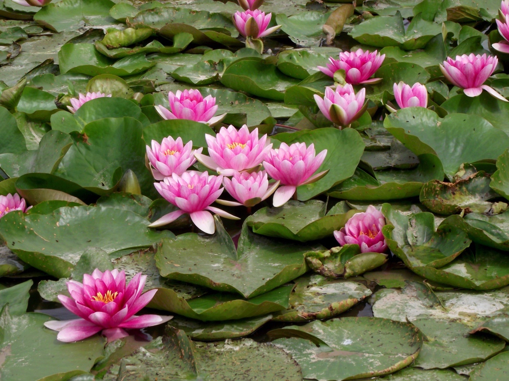 Розовые водяные лилии с зелеными листьями в пруду