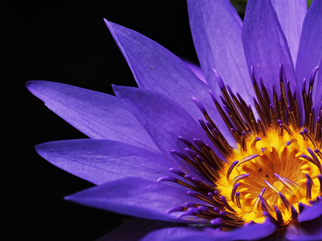 Фиолетовый цветок водяной лилии крупным планом на черном фоне