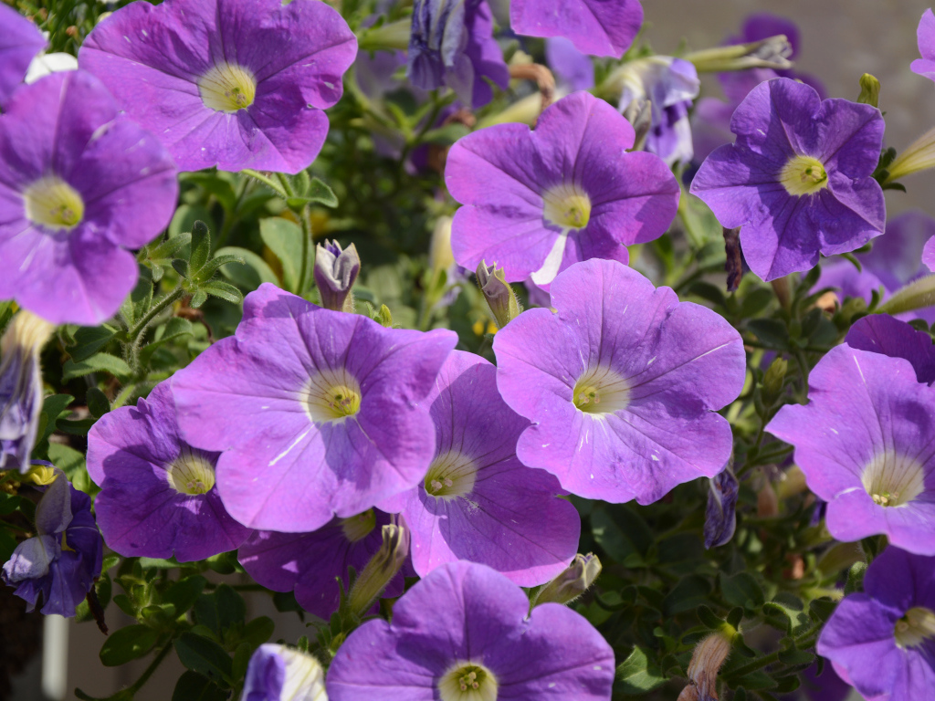 Фиолетовые цветы петунии в лучах солнца