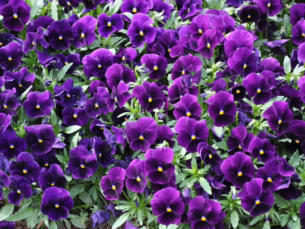 Фиолетовые маленькие цветы анютины глазки 