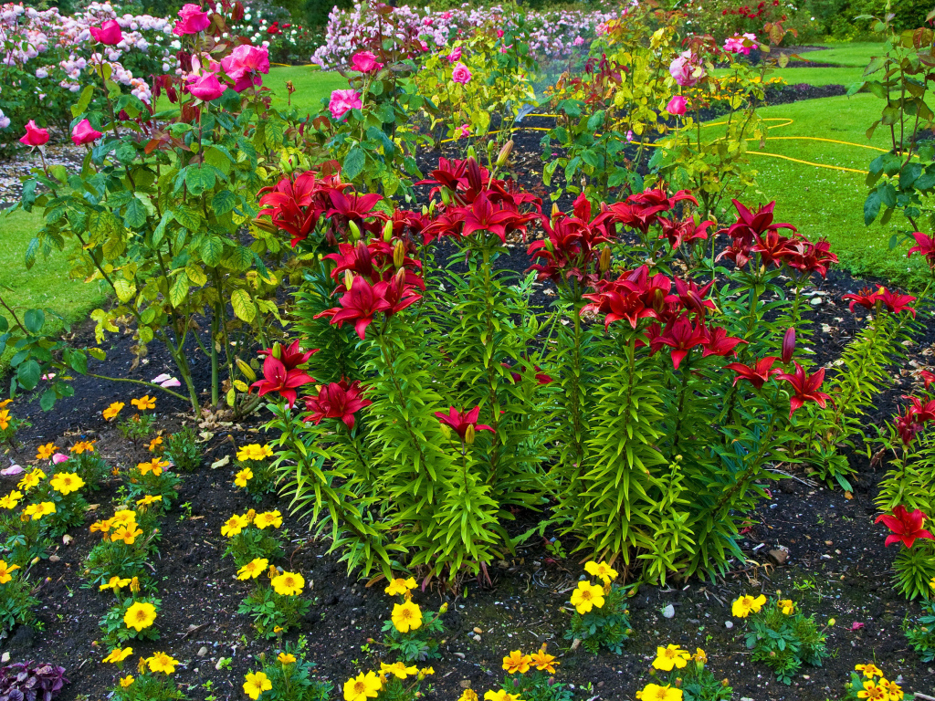 Красные лилии и розы на клумбе