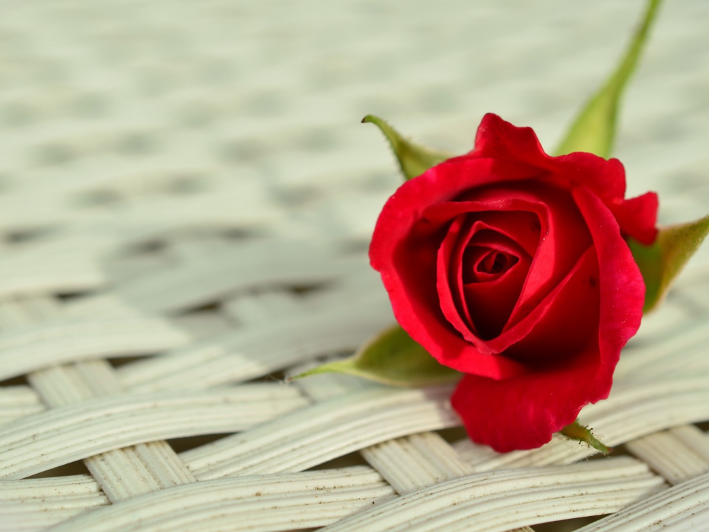 Красный цветок розы на плетеной поверхности 
