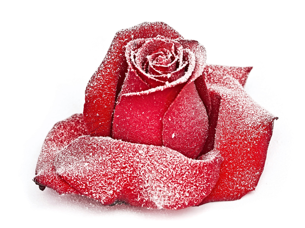 Сорванная красная роза в инее на снегу 