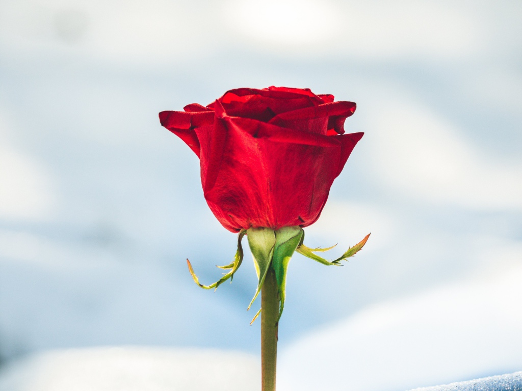 Красная роза вставлена в снег