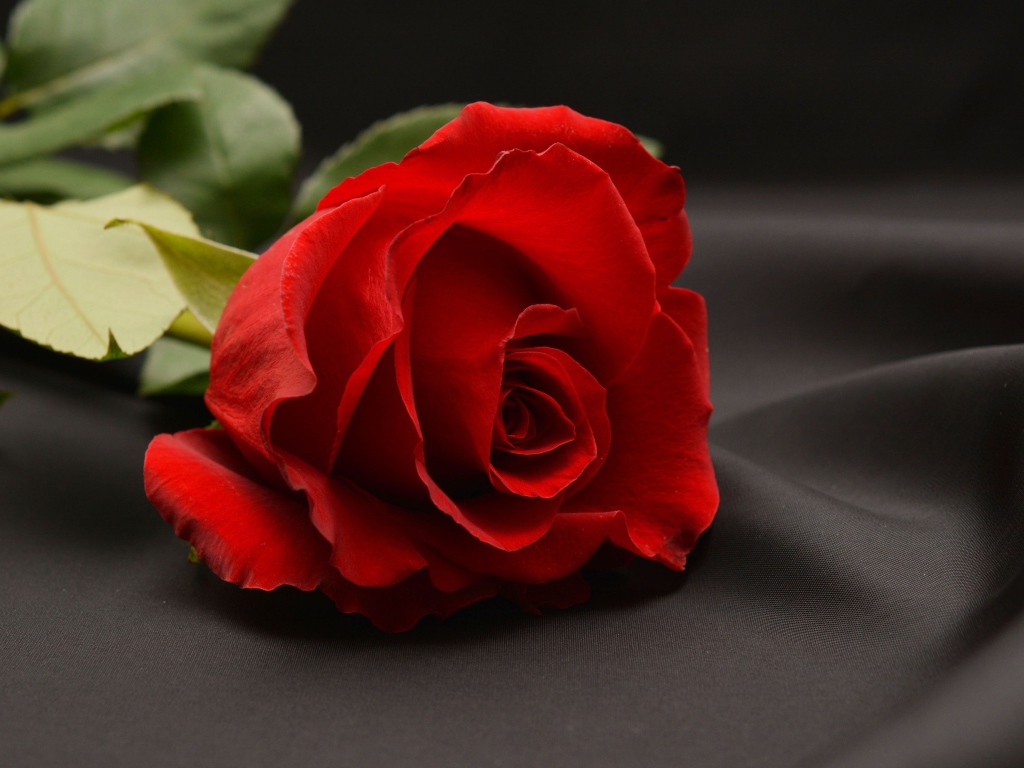 Красная роза на сером фоне