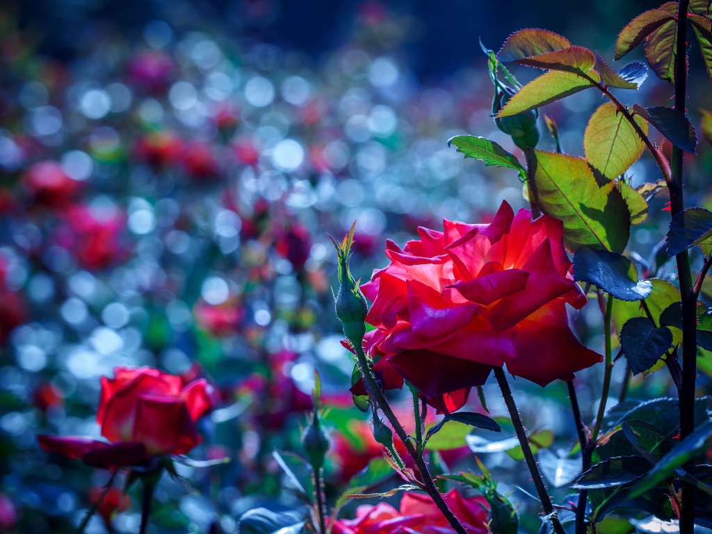 Красные розы с бутонами в саду